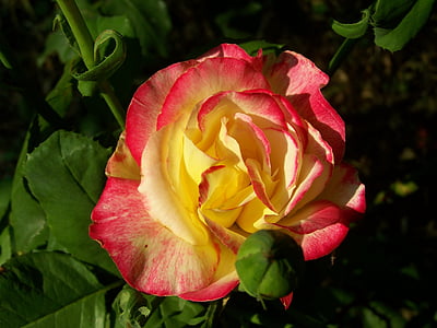 color de rosa, tricolor, flor de verano, jardín de flores