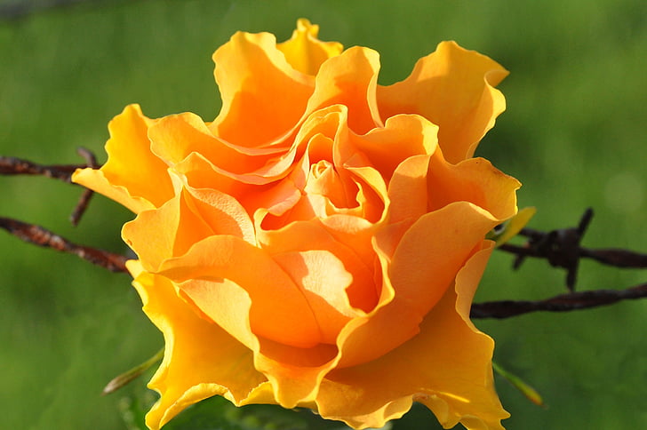Blossom, nở hoa, màu da cam, Hoa, dây thép gai, đóng, thực vật