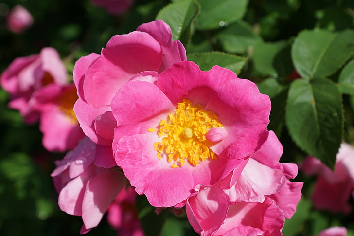Rosa Mosqueta, flor, flor, Rosa, natura, Roser silvestre, arbust