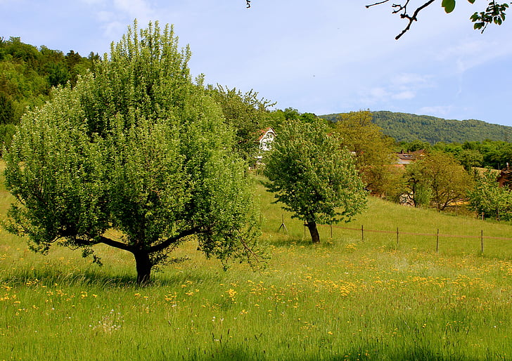 nature, tree, landscape, meadow