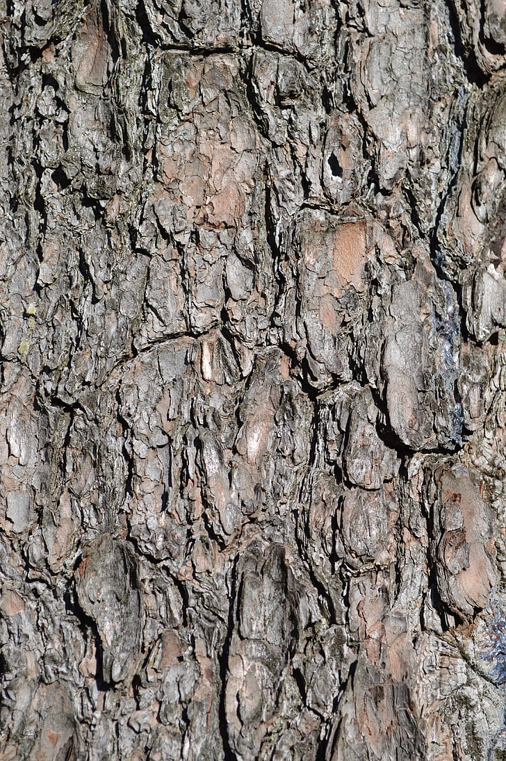 bark, träd, konsistens, texturerade, trunk, mönster, timmer