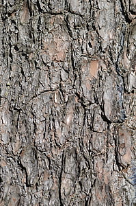 bark, träd, konsistens, texturerade, trunk, mönster, timmer