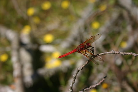 dragonfly, bug, insect, wings, nature, summer, biology