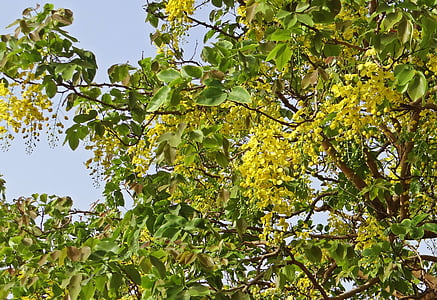 Cassia fistulu, Golden shower tree, amaltas, ziedi, dzeltena, FABACEAE, Indija