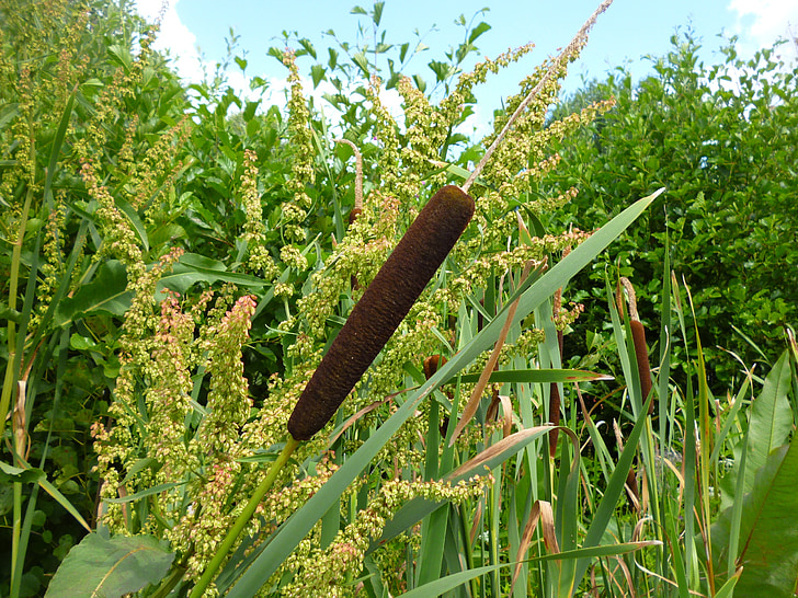 reed, nature, grass, lake, licorice