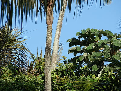 Cayenne, Französisch-Guayana, Natur