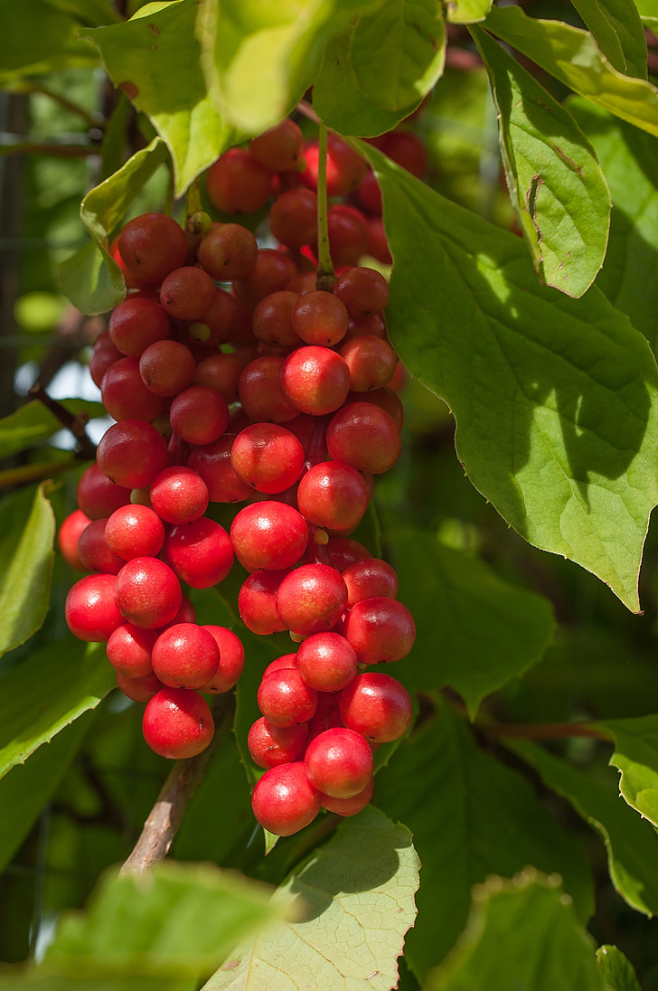Vital berry, bacca, frutta, processo di maturazione, pianta, natura, Salute