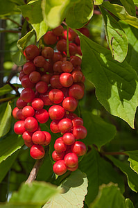 Vital berry, Berry, frukt, mognande processen, Anläggningen, naturen, Prosit