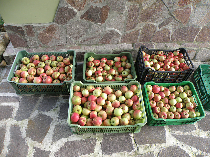 Apple, thu hoạch, màu xanh lá cây, màu đỏ, thùng, Sân vườn, trái cây