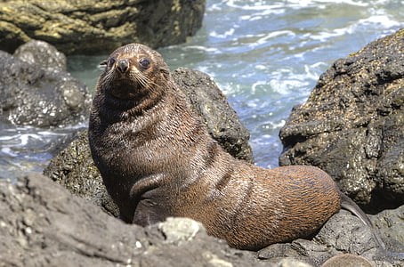 anjing laut bulu, segel, kekeno, arctocephalus forsteri, Selandia Baru, batu, alam