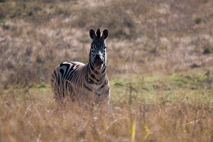 Zebra, Afrika, wildes Leben, Tierwelt, Safaritiere, Tiere in freier Wildbahn, Natur