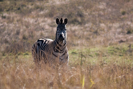 Zebra, Afrika, živečih, prosto živeče živali, živali Safari, živali v naravi, narave
