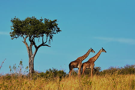 สัตว์ป่า, แอฟริกา, แทนซาเนีย, เลี้ยงลูกด้วยนม, ซาฟารี, สวน, ท่องเที่ยว