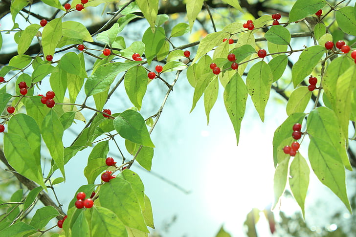 berries, water, reflection
