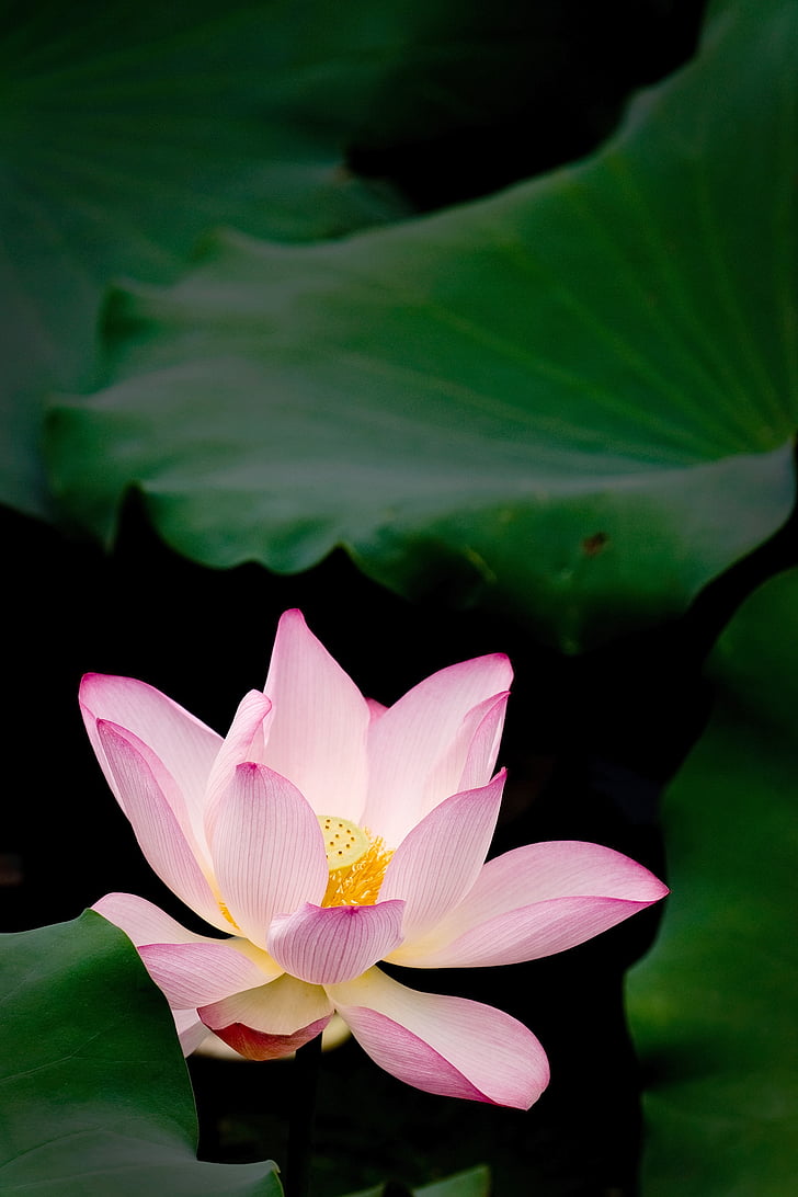 ilus lotus, lill, Hea lill vajab rohelised lehed, Bloom hooaeg, Vesiroos, loodus, Lotus Vesiroos