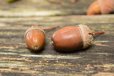 acorns, close, background, beautiful, autumn, nature, seeds