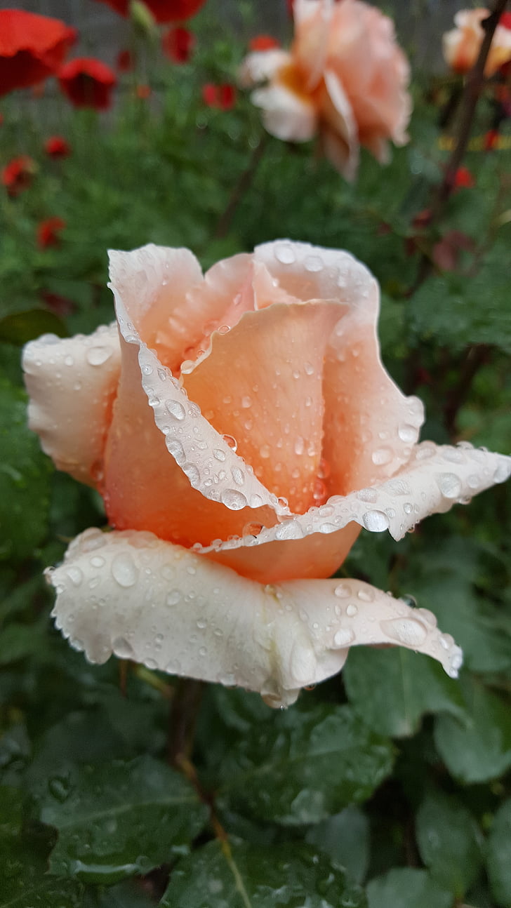 rose, drop, rain