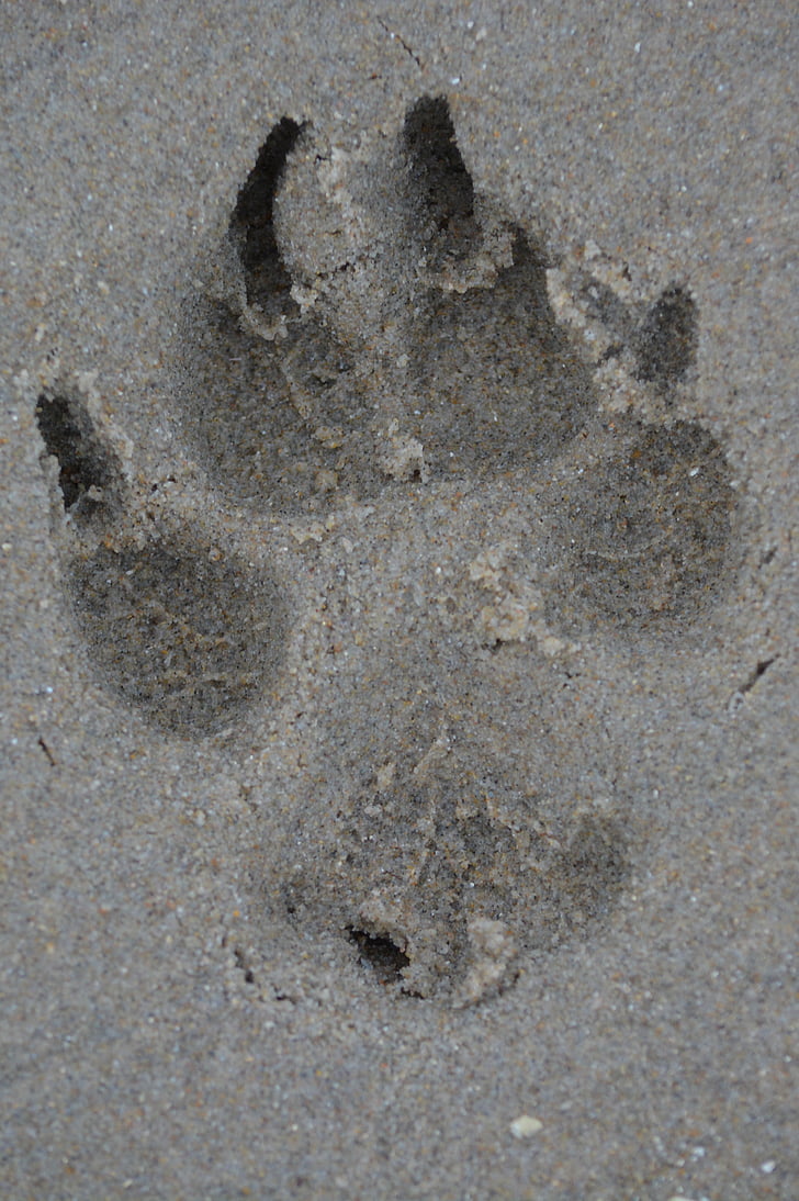 다리, 개, 인쇄, 모래