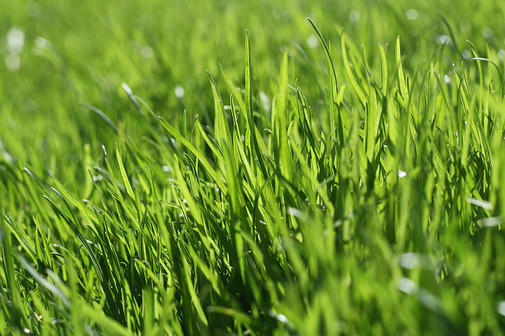 草, 芝生, 自然, ガーデン