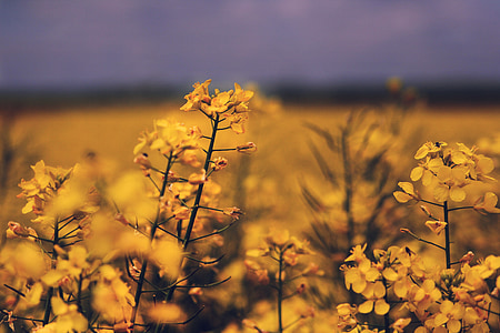 field, yellow, summer, blossom, bloom, nature, oilseed Rape