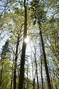 skogen, solen, träd, våren, atmosfäriska, Lichtspiel, naturen