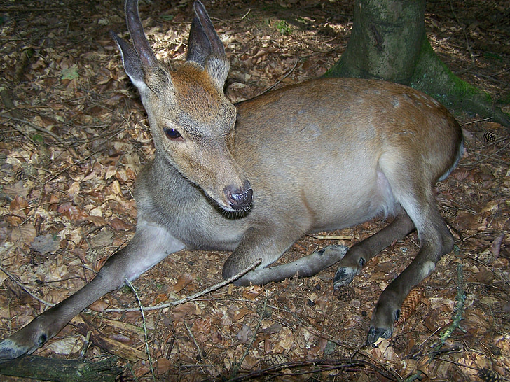roe deer, wild, close, vigilant, young animal