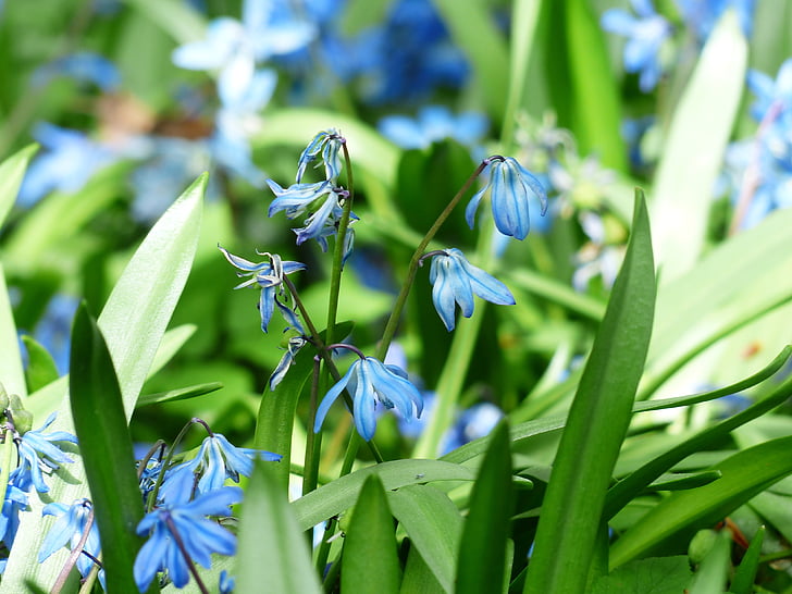 Bluebell, puķe, zieds, Bloom, zila, Scilla campanulata, hyacinthoides hispanica