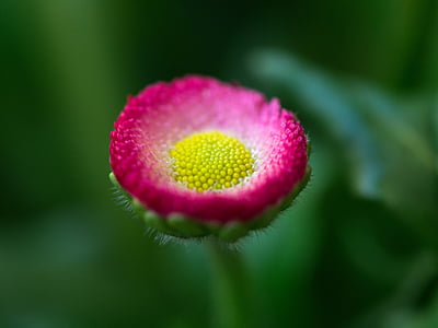Daisy, Blume, Garten, Anlage, Makro, Frühling, Grün