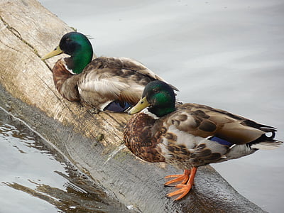зеленоглава патица, патица, птица, природата, вода, диви, дива природа