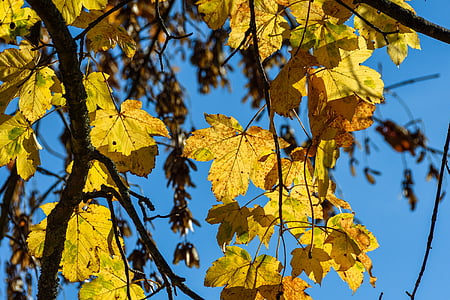 lövträd, hösten, november, lämnar, sanna blad, träd, falla lövverk