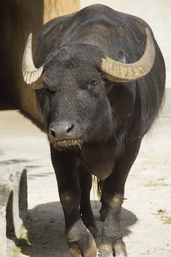 Buffalo, vannbøffel, horn, Afrika, dyrehage, biff
