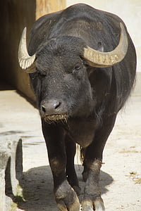 búfal, Búfal aquàtic, banyes, Àfrica, zoològic, carn de boví