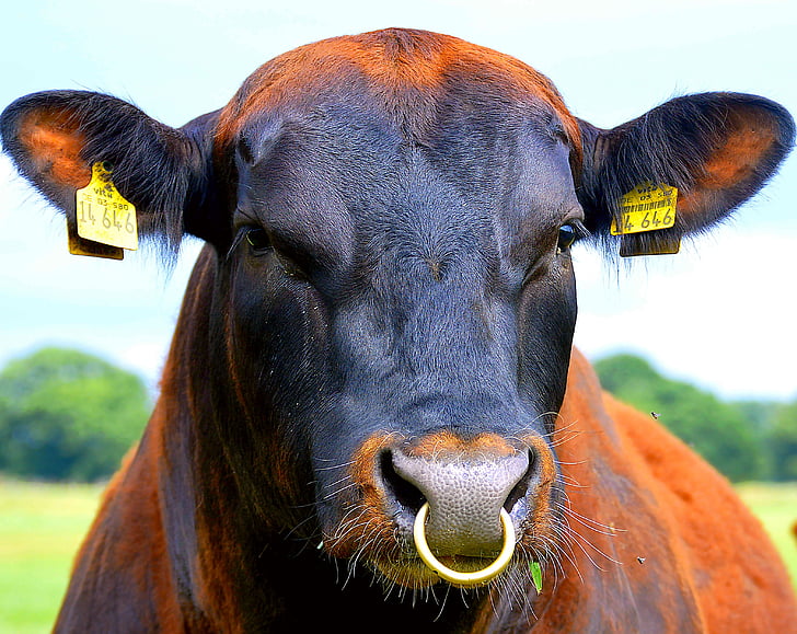 piercing no nariz, touro, carne de bovino, marca auricular, agricultura, pecuária, ruminantes