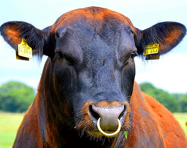 nose ring, bull, beef, ear tag, agriculture, livestock, ruminant