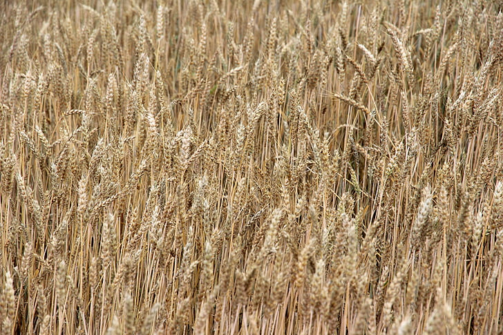 cereals, spike, field, cornfield, agriculture, summer