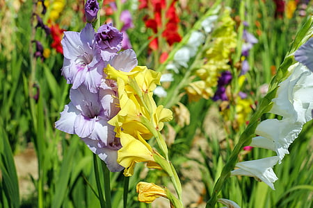 gladiolo, flores, floración, colorido, campo de flores