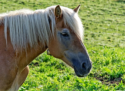 con ngựa, đầu, ngựa đầu, động vật chân dung, chân dung, lỗ mũi, màu nâu