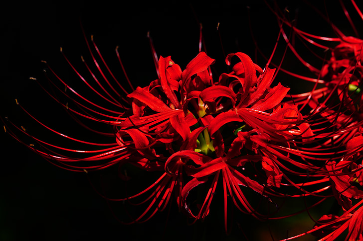 Amaryllis, amaryllidaceae, Spider lily, røde blomster, higanbana