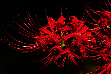 Amaryllis, Amaryllidaceae, lis araignée, fleurs rouges, Higanbana
