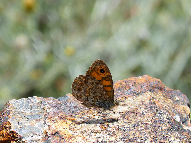 bjerg megera, sommerfugl saltacercas, sommerfugl, foldede vinger, margenera, detaljer, orange sommerfugl