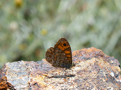 Lasiommata megera, vlinder saltacercas, vlinder, gevouwen vleugels, margenera, detail, Oranje vlinder