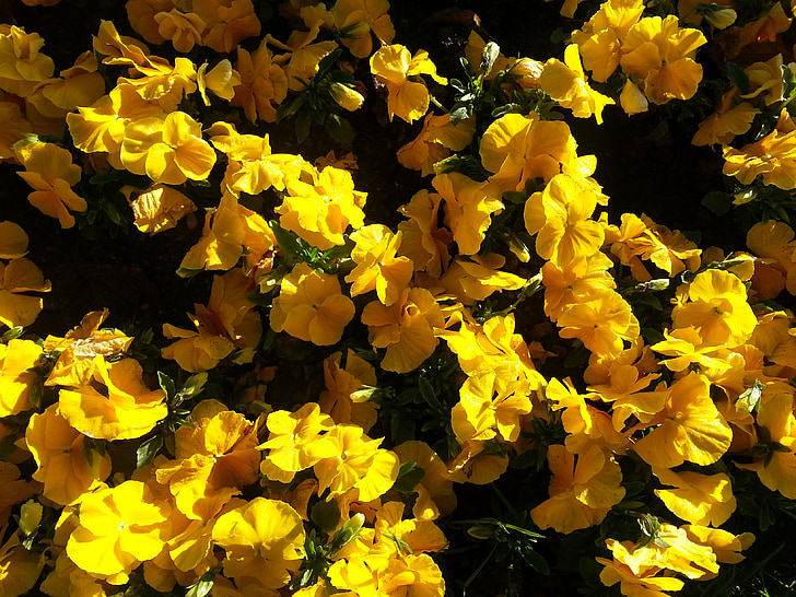 Bloom, keltainen, kevään, kukka, Flora, Sulje, Blossom