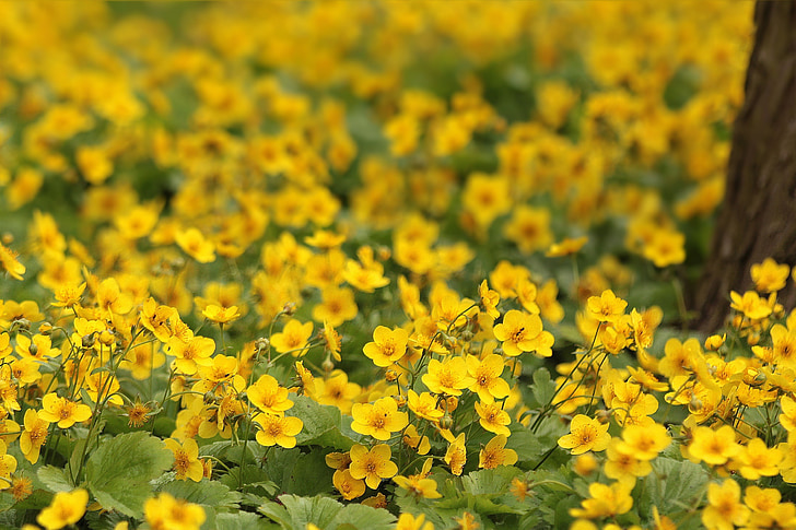 flowers, buttercup, flower meadow, yellow