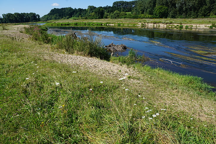 Tonavan, River, vesi, Riedlingen, kukat, kasvi, Luonto