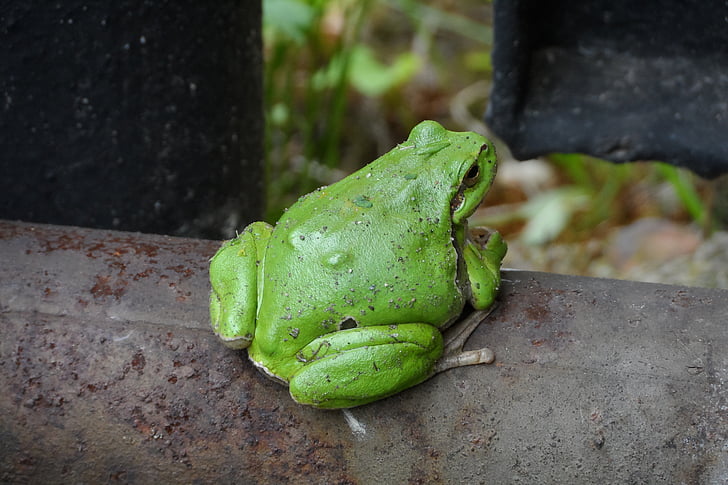 the frog, garden, nature, animals, green, foliage, amphibian