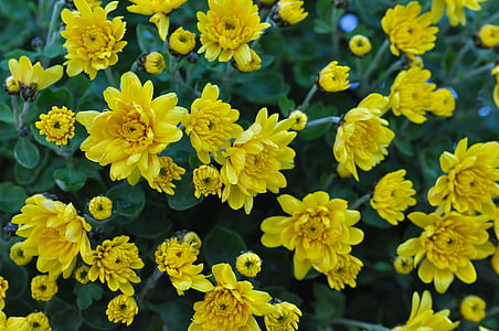 chrysanthème, fleur, jaune, macro, plante