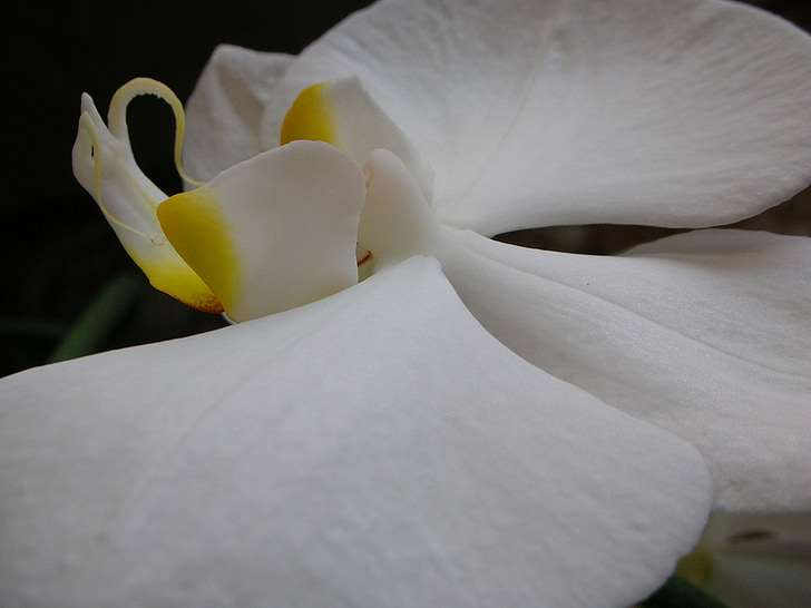 macro, bianco, orchidea, fiori, Tropical