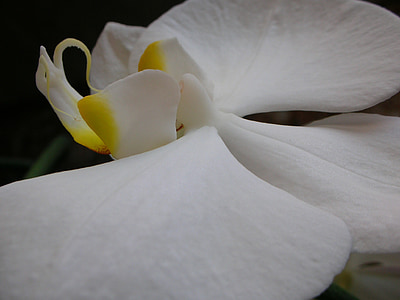 макрос, бяло, орхидея, цветя, тропически