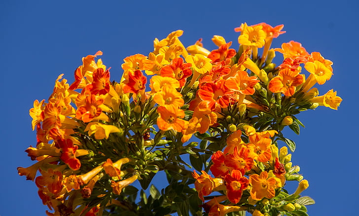 arbust de melmelada, streptosolen jamesonii, flors, flor, taronja, tropical, jardí