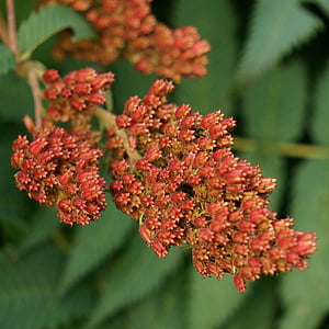 refers rowan-angervo, the core, seed, red seeds, nature, plant, close-up